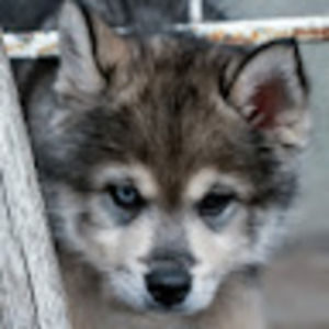 Meet your Posher, Holmes